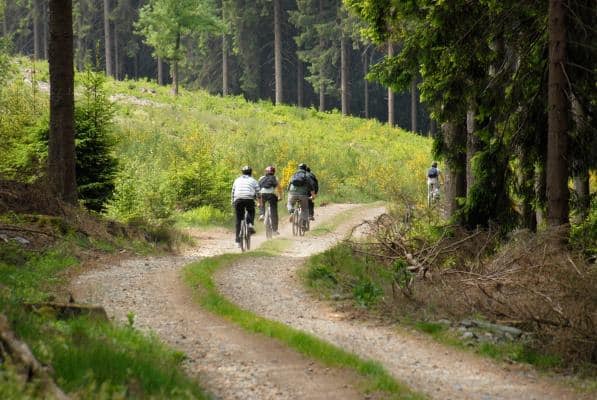 Group,Of,Mountain,Bikers,On,A,Forest,Path,In,The