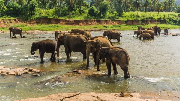 Two,Elephants,Crossing,Their,Trunks,In,A,River
