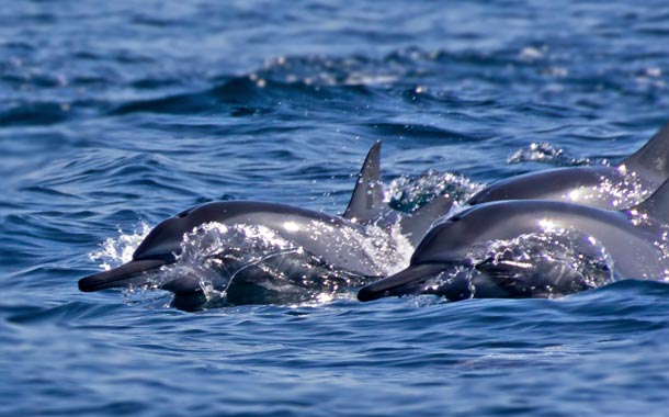 oman-dolphins