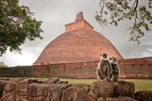 Two,Hulman,Monkeys,Sitting,In,Front,Of,The,Jetavanaramaya,Stupa