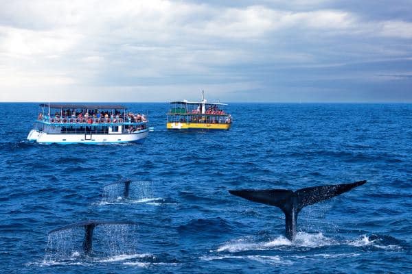 Tourist,Boats,And,Whale,Tails,Ocean,View,,Sri,Lanka,,Mirissa,