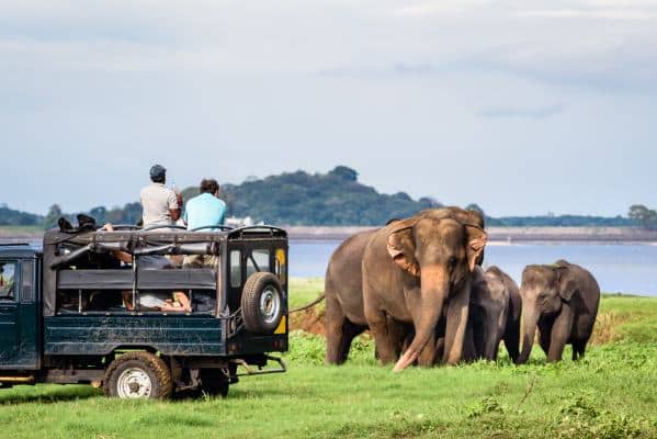 Elepahants,Safari,In,Minneriya,,Sri,Lanka,-,Mother,Asian,Elephant