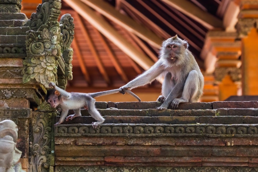 Monkey,In,Forest,Park,In,Ubud,-,Bali,Indonesia,-