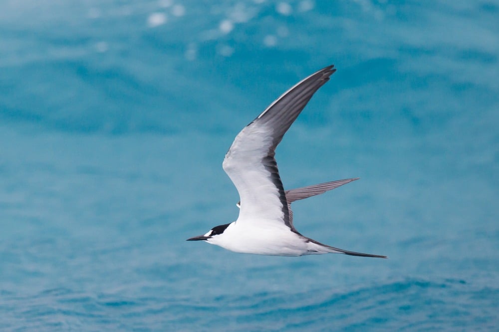 Adult,Sooty,Tern,Onychoprion,Fuscatus,In,Flight,At,Michaelmas,Cay,