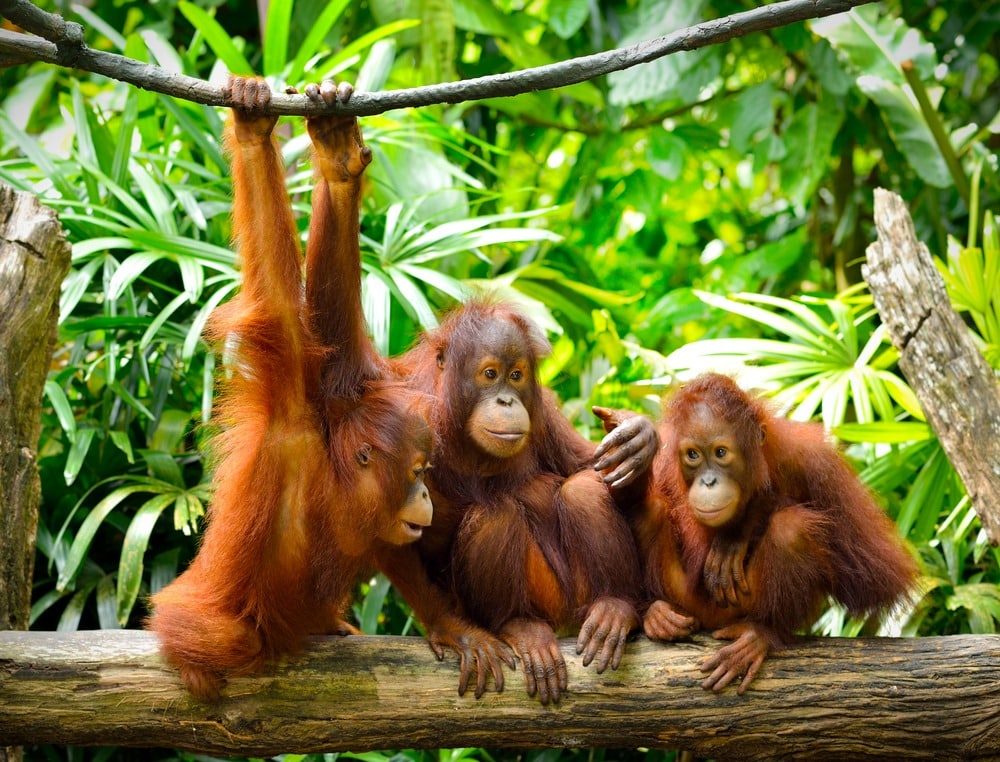 Close,Up,Of,Orangutans,,Selective,Focus.