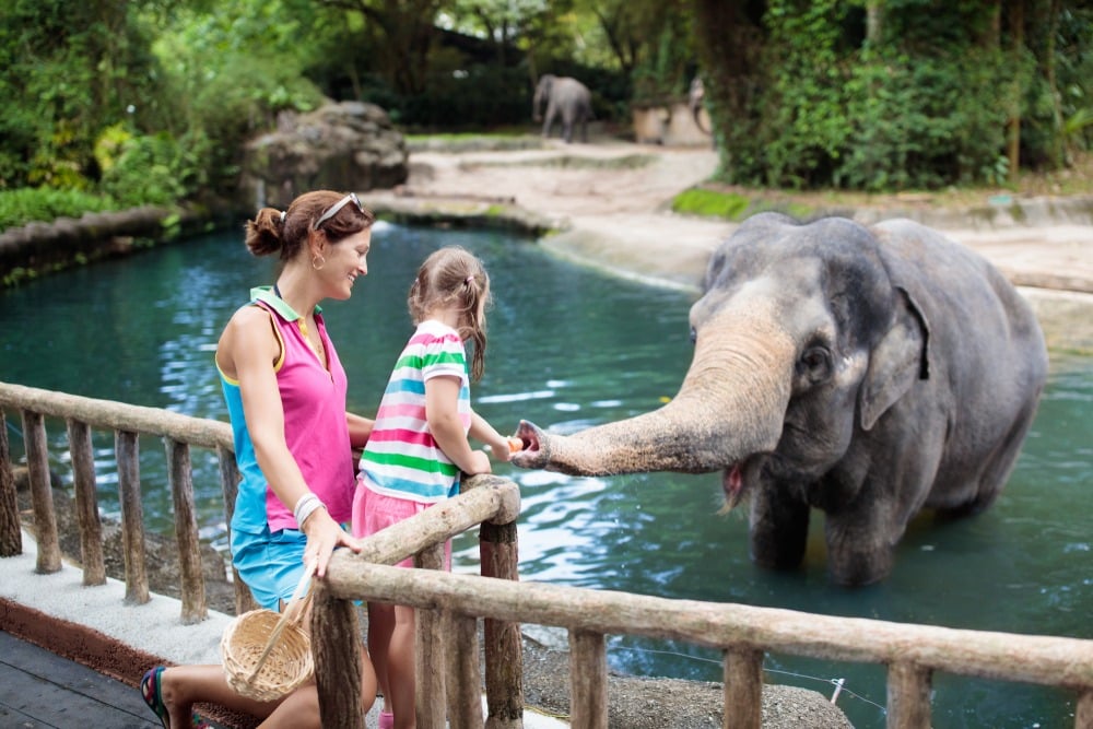 Family,Feeding,Elephant,In,Zoo.,Mother,And,Child,Feed,Asian